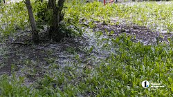 Сезон тополиного пуха начался в Челябинске