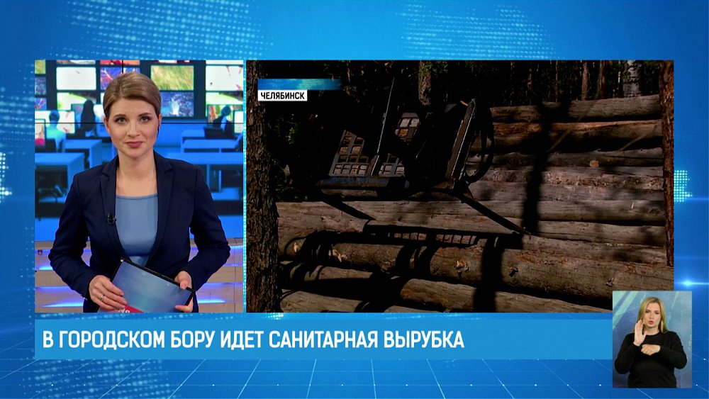 В городском бору идет санитарная вырубка