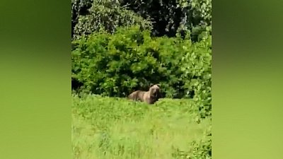 Жители Аргаяша сняли на видео вышедшего из леса медведя