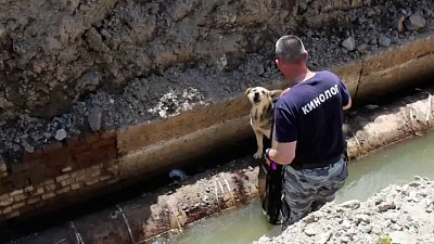 В Чебаркуле полицейский спас собаку