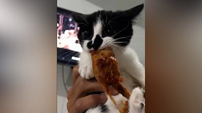 Мех и смех: симпатичное привидение, драка с едой и приступ жадности