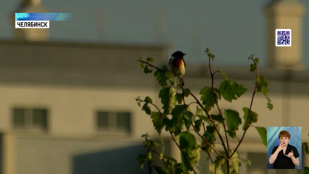 Челябинцев учат наблюдать за птицами