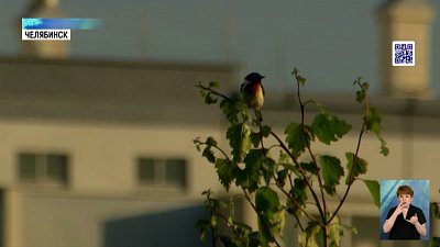 Челябинцев учат наблюдать за птицами