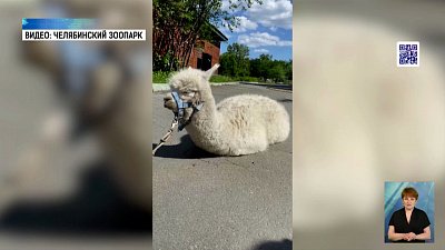 Альпака радуется лету