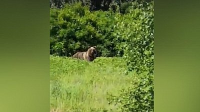 Стронгмен Эльбрус Нигматуллин встретился с диким медведем в Аргаяшском районе