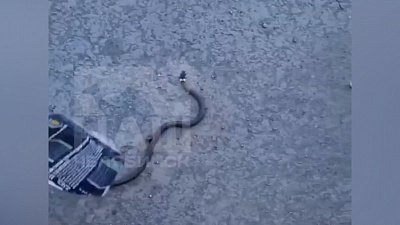 Челябинцы сняли на видео ползущую по асфальту змею