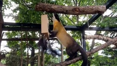 Харза по кличке Принц попал на видео, когда открывал подарок