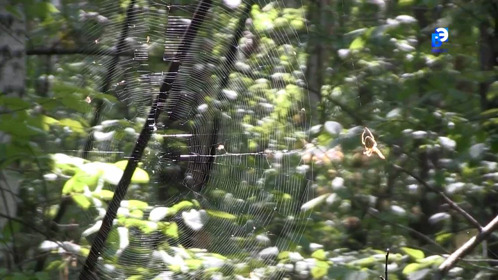 Как правильно собраться в лес