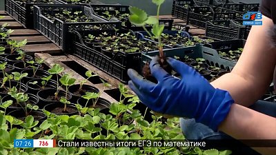 Как правильно посадить землянику в рубрике «Руки садовода»