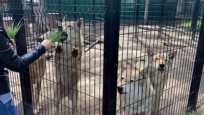 Хищники кушают витамины: видео из Челябинского зоопарка