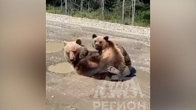 Медведица покормила своего малыша грудью перед объективом видеокамеры