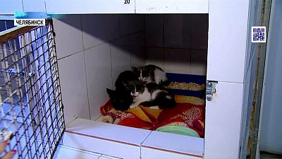 Пятеро котят ищут себе новый дом