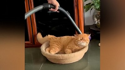 Мех и смех: кошачий пылесос, «одной левой» и уход в Нирвану