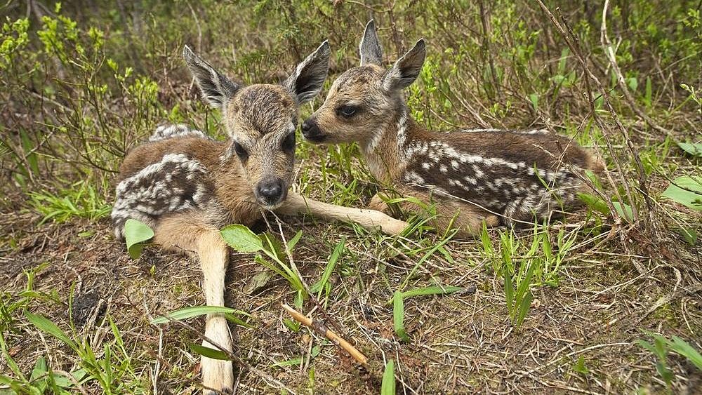 Южноуральцев оштрафовали за подобранных в лесу детенышей косули
