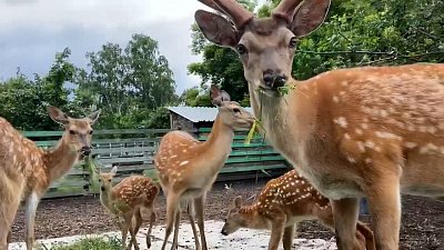 Челябинский зоопарк продолжает делиться видео в стиле ЗОЖ