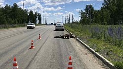 Под Челябинском женщина за рулем авто насмерть сбила лося