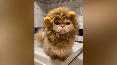 Мех и смех: дежурный по кухне, выбегайло и почти игрушечный лев