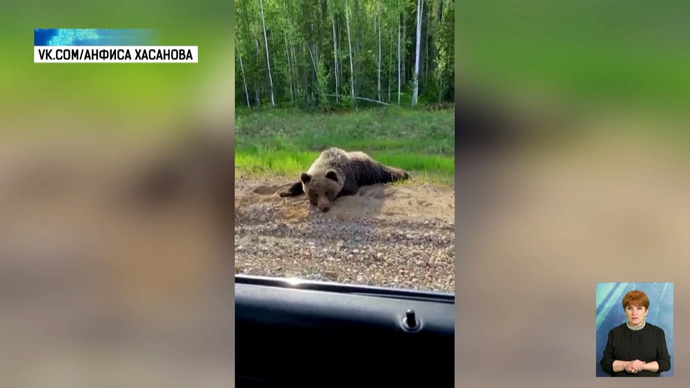 У трассы в Аргаяшском районе заметили медведя