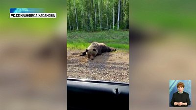 У трассы в Аргаяшском районе заметили медведя