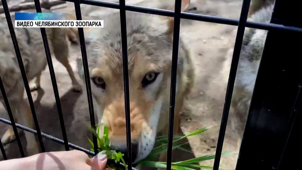 Даже зубастым нужны витамины!