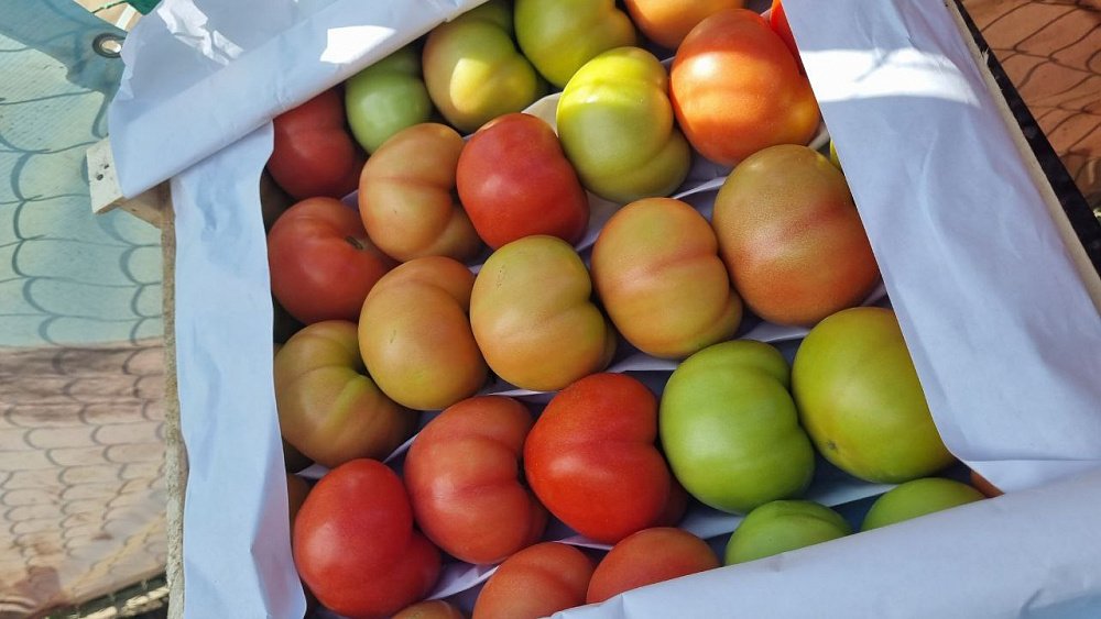 В Челябинской области выявили более 5 тонн зараженных опасным вирусом томатов