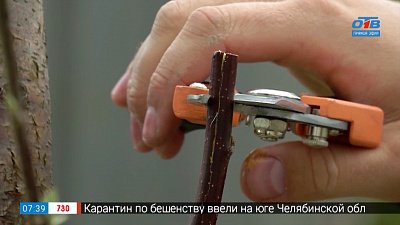 Несколько сортов на одной яблоне в рубрике «Руки садовода»