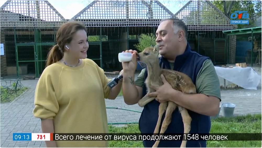 Детёныш косули поселился у Карена Даллакяна — Прямое включение