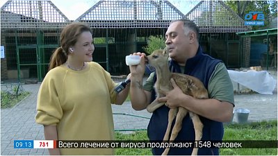 Детёныш косули поселился у Карена Даллакяна — Прямое включение