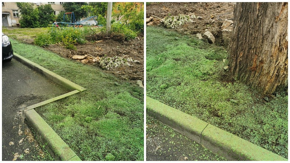 В Челябинске прокомментировали появление «покрашенной травы» во дворе дома