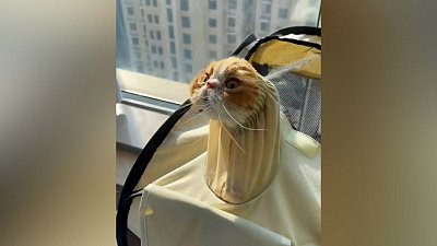 Мех и смех: костюм паука, кошачьи танцы и неожиданное появление