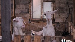 Сыр как во Франции, медовуха как в Суздале: гастротур в Миасс (день первый)