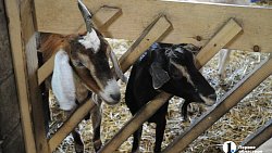 Сыр как во Франции, медовуха как в Суздале: гастротур в Миасс (день первый)