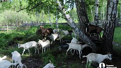 Сыр как во Франции, медовуха как в Суздале: гастротур в Миасс (день первый)