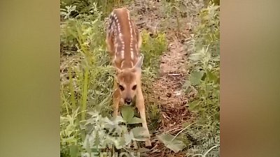 Олененок в лесу под Магнитогорском попал на видео