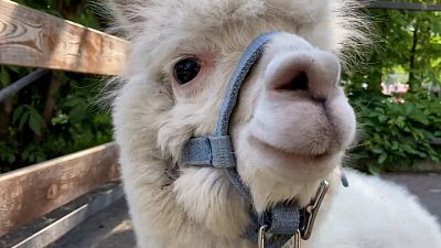 Альпака Дуся неделю гуляла по территории Челябинского зоопарка