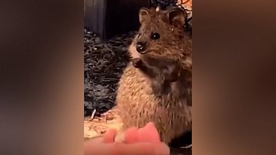 Мех и смех: агрессивная лошадь, квокка жонглер и личные границы