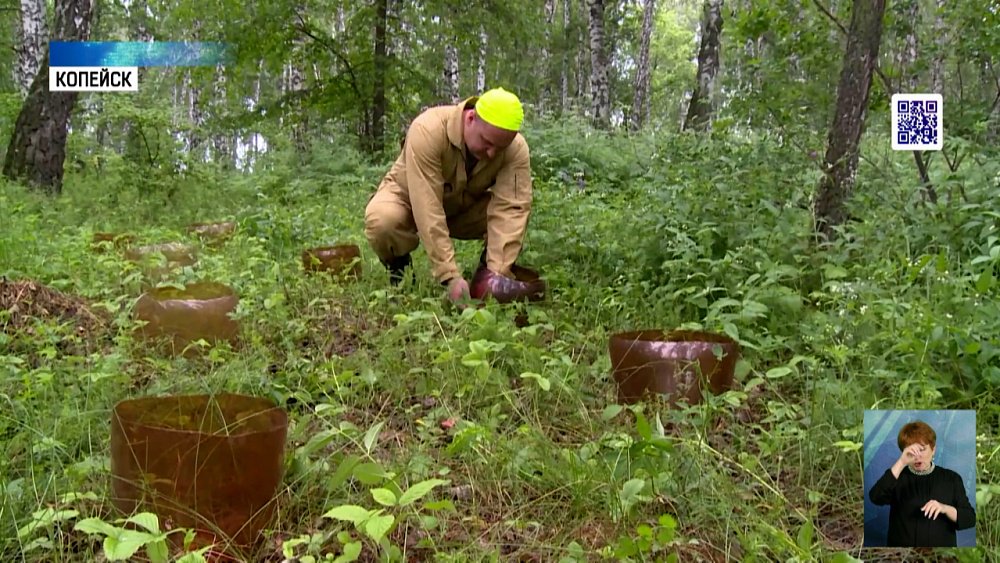 Экоактивист из Копейска высаживает деревья