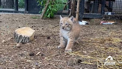 В Челябинском зоопарке на публику вышел рысенок