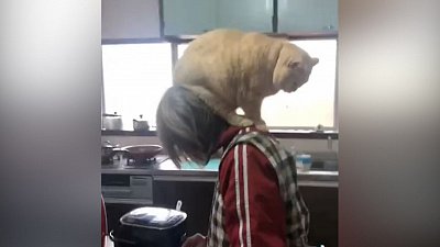 Мех и смех: решение конфликта, подражатель и тяжкая ноша