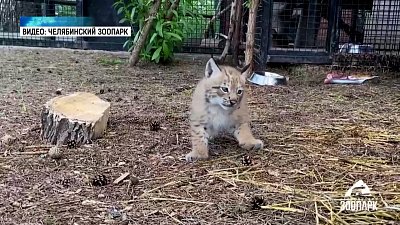 Месячный рысенок из Челябинского зоопарка гуляет