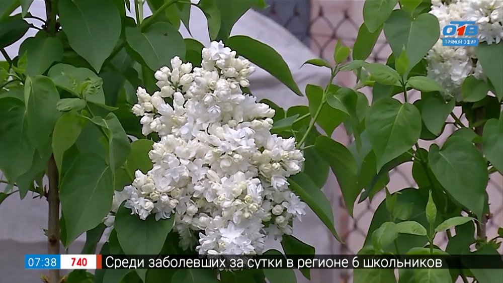 Сажаем сирень по правилам в рубрике «Руки садовода»