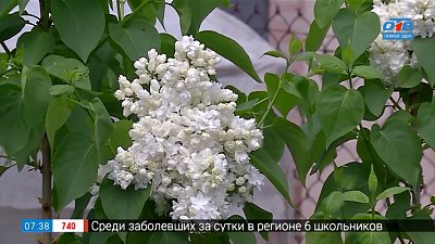 Сажаем сирень по правилам в рубрике «Руки садовода»