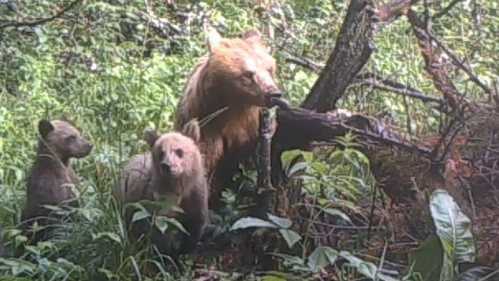 Жителям Челябинской области рассказали о причинах выхода медведей к людям
