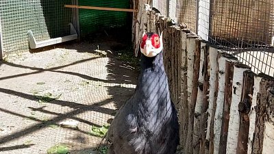 В Челябинском зоопарке показали новых фазанов