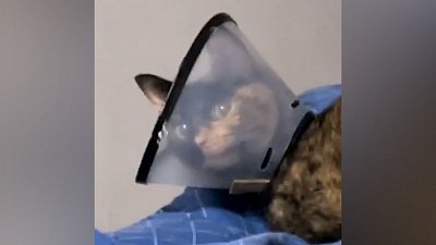 Мех и смех: кот-пианист, назойливый фотограф и возмущенный взгляд