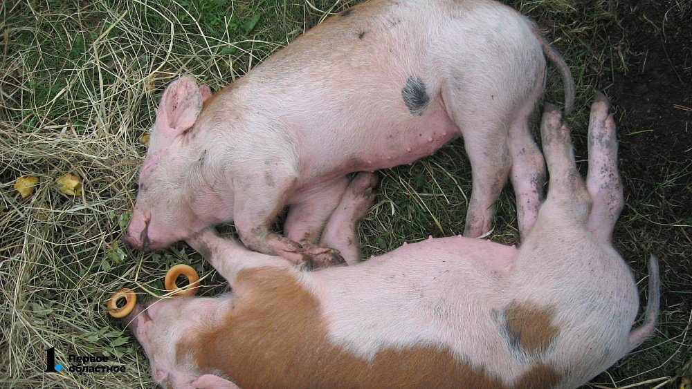 Свинокомплекс уличили в загрязнении полей бактериями и паразитами в Челябинской области