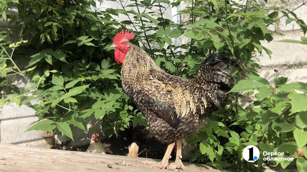 Россиянам разрешили разводить кур и кроликов на садовых участках