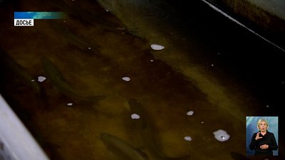В области будут развивать аквакультуру