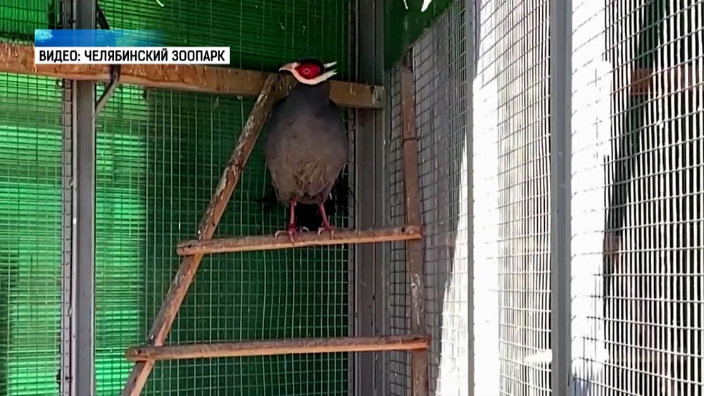 В зоопарке Челябинска новые жители