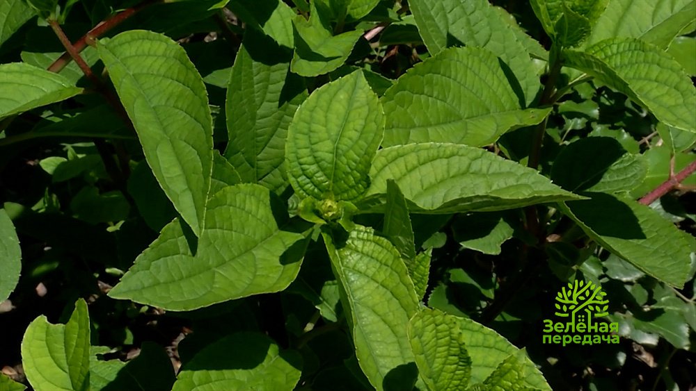 Зеленая передача 30.06.2022